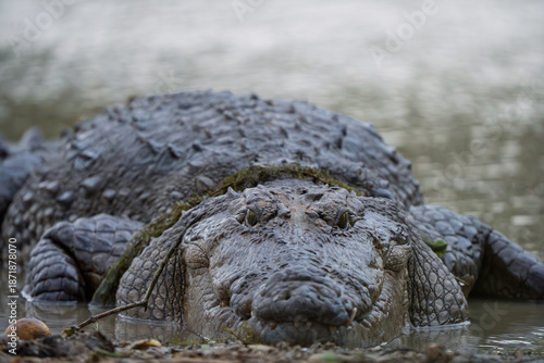 Foto Frontal view of a Mugger crocodile face to face in the wild at Wilpattu National
