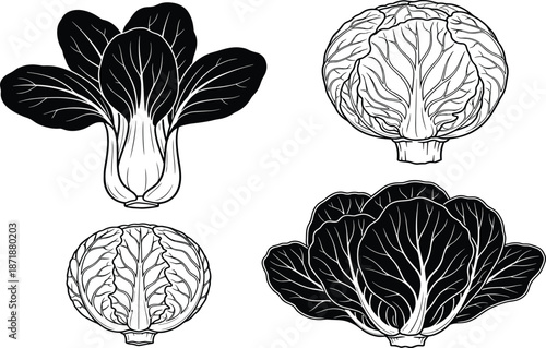 Black and white cabbage and bok choy vector set, isolated hand drawn leafy green vegetables, healthy organic food icons for kitchen design.