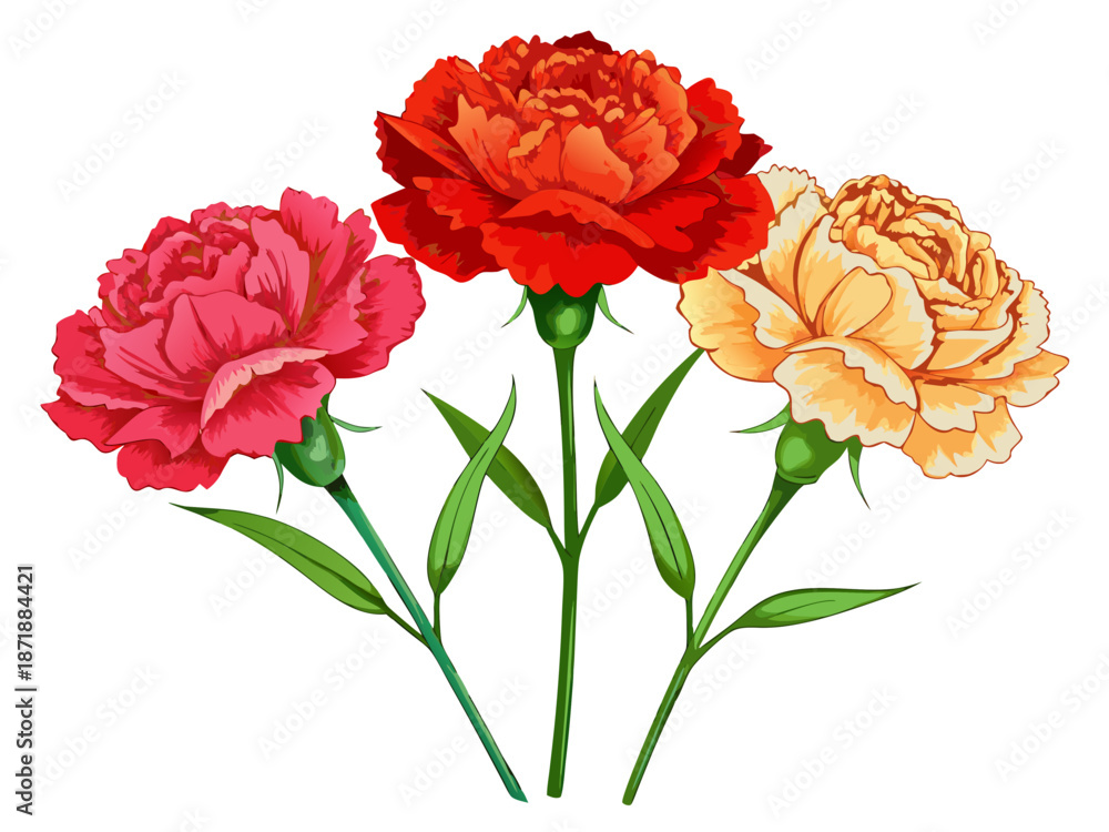 Obraz premium Watercolor style carnation bouquet illustration. White background. Vector. Flowers.