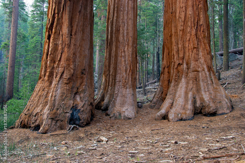 Fototapeta premium detail of three huge old sequoia trees in sequoia national park