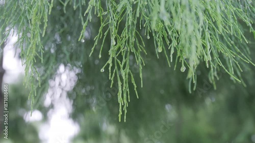 Morning dew accompanied by pine leaves in the morning