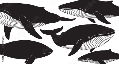 Illustration of Whales Swimming in the Ocean Water