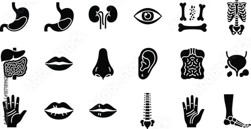 A collection of black and white medical illustrations of human organs