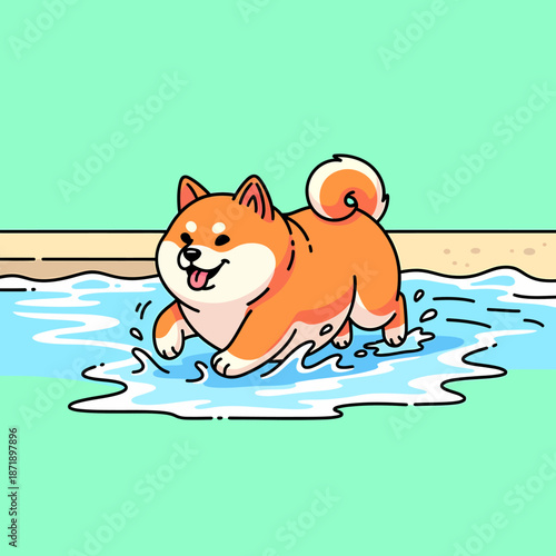 Happy Shiba Inu dog playing in a shallow puddle of water.