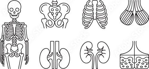 Detailed black and white illustrations display various components of the human skeletal system including the full skeleton, pelvis, rib cage, lungs, and kidneys for medical education.