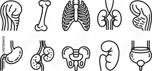 Set of simple line drawings showcases various internal human anatomical structures including the ear, long bone, rib cage, kidneys, and pelvic structure.