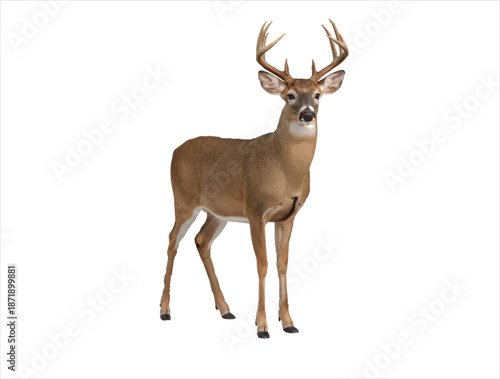  vector image of deer.