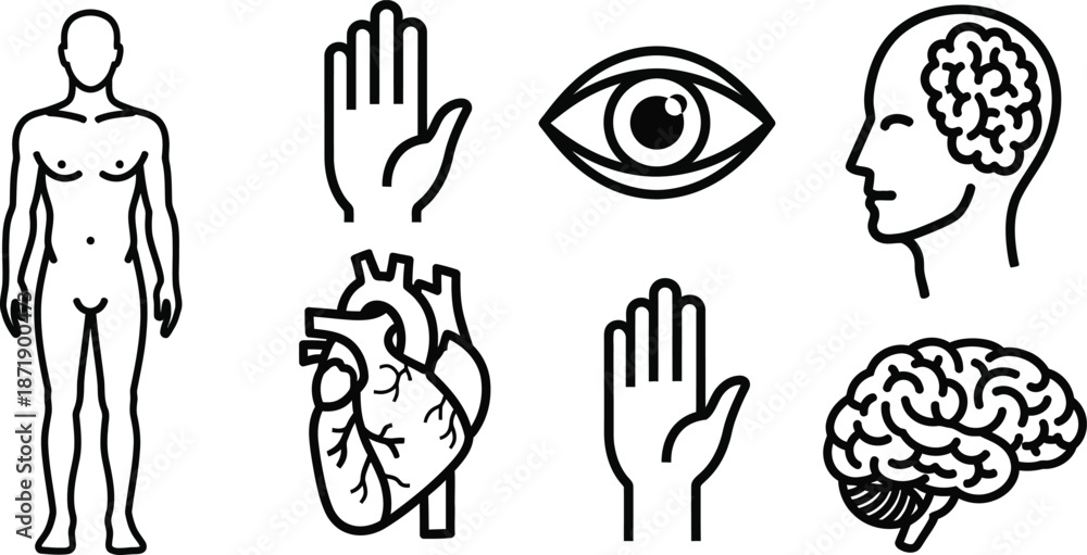 Fototapeta premium Representations of Vital Body Parts and Bodily Functions an Arm Muscle Brain Heart an Eye a Hand for Human