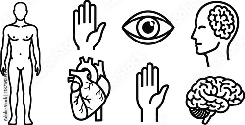Representations of Vital Body Parts and Bodily Functions an Arm Muscle Brain Heart an Eye a Hand for Human