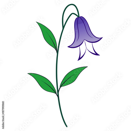 campanula lactiflora line art on white background 