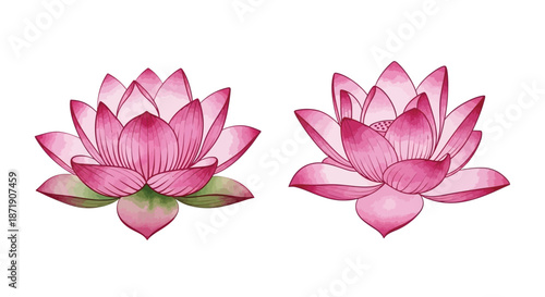 Watercolor illustration of two vibrant pink lotus flowers on a white background