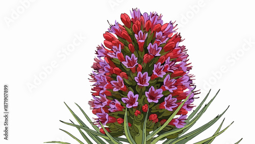 Vibrant red and purple flower spike with green foliage, illustrated