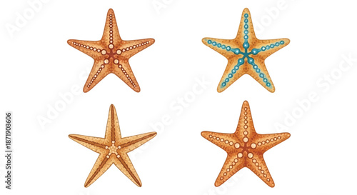 Four colorful starfish illustrations displayed against a clean white background