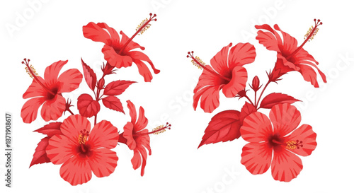 A vibrant arrangement of red hibiscus flowers on a clean white background