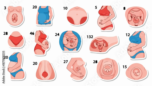Visual timeline of human fetal development stages