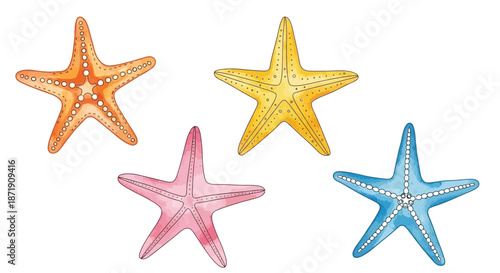 A colorful watercolor illustration of four diverse starfish on a white background