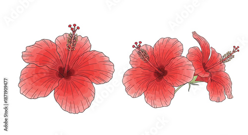 A vibrant illustration of three red hibiscus flowers in full bloom