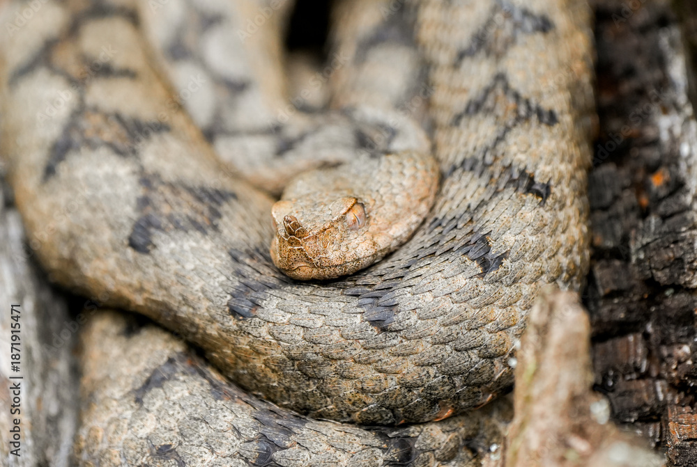 Obraz premium Portrait of an otter in its natural habitat. Close-up of a snake. 
