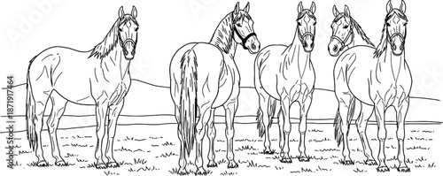 Five beautiful horses standing together in a field ready to be colored illustrating equestrian animal artistry for young learners
