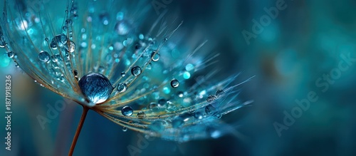 Dandelion Seed Head with Water Drops on Teal Background