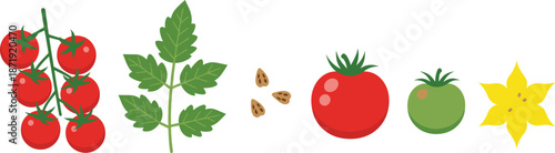 Cherry tomatoes, tomato plant leaves, seeds, ripe and unripe tomatoes, and flower in flat vector illustration