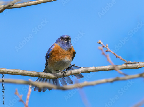 An adult male Western bluebird (Sialia mexicana) landing on a tree branch. California.
