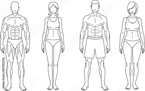 Human body proportions anatomy diagram set with male and female fitness figures in underwear for medical study cad drawing flat vector illustration