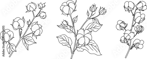 Hand drawn set of cotton branches line art . Cotton balls isolated on white. Floral line art. Cotton plant black and white illustration. Fine line cotton vector illustration