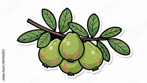 A cartoon branch with green leaves and five ripe green fruits, some with pink blush marks