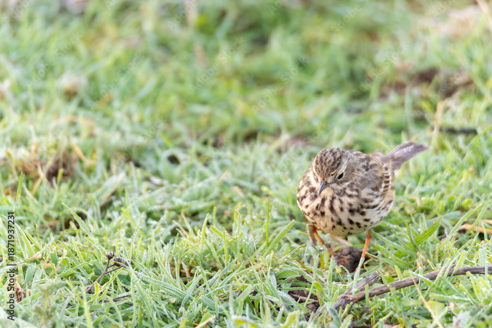 Obraz premium Meadow pipit