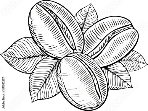 Detailed hand-drawn illustration of coffee beans with fresh leaves, isolated white background.