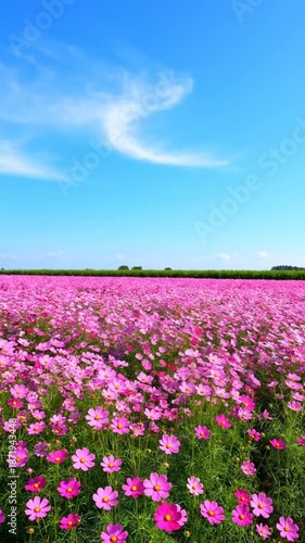 Wallpaper Mural Vibrant field of pink flowers under a bright blue sky on a sunny day Torontodigital.ca