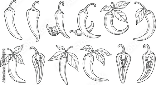 Black and white chili pepper botanical line drawings with seeds, leaves, cross sections, sketch illustrations for culinary, vegetable, and design use