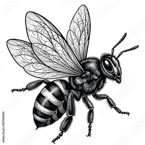 A detailed black and white illustration of a honeybee in flight