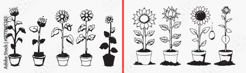 sunflower plant illustration, floral bloom drawing, yellow flower artwork, garden sunflower design, hand drawn bloom clipart, summer flower illustration, stock sunflower artwork

