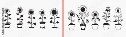sunflower plant illustration, floral bloom drawing, yellow flower artwork, garden sunflower design, hand drawn bloom clipart, summer flower illustration, stock sunflower artwork

