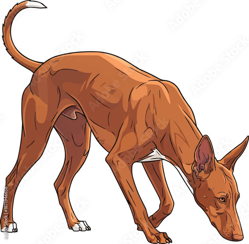 Pharaoh Hound dog sniffing ground curious alert pose
