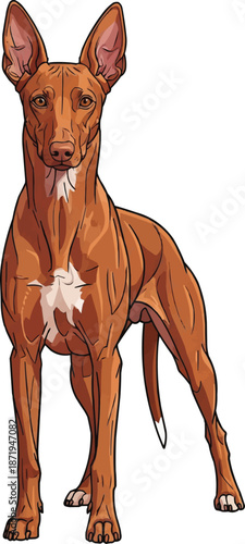 Pharaoh Hound dog standing alert facing front view illustration