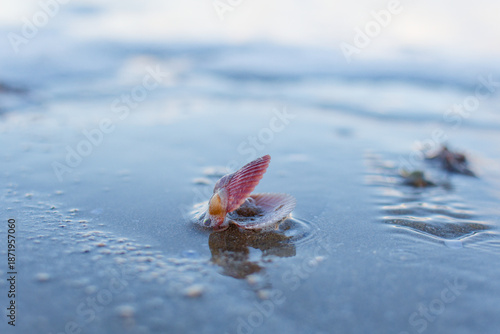 coquille vide de coquille saint jacques sur la plage des rosaires. baie de saint brieuc