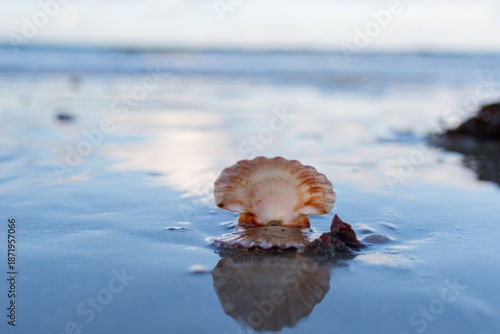 coquille vide de coquille saint jacques sur la plage des rosaires. baie de saint brieuc