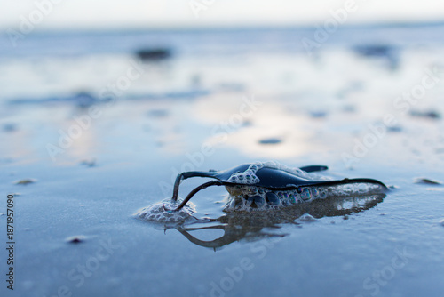 Œuf de raie sur une plage