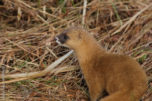 mysterious wildlife, weasel hiding in the grass