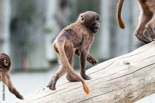 Gelada Baboon monkey. Mammal and mammals. Land world and fauna.