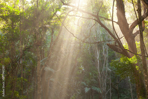 Morning sun rays light bush forest at Broken Head Nature Reserve near Byron Bay, New South Wales, Australia