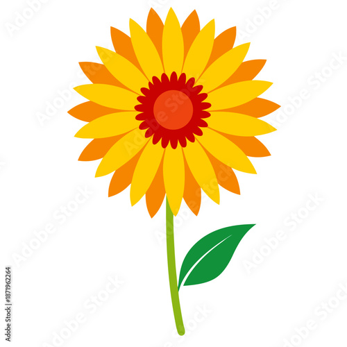  gaillardia gallo yellow colorful on white background 