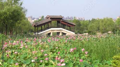 The lotus flowers blooming under the park's covered bridge in summer