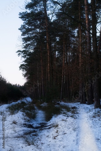 Wallpaper Mural A focused perspective of a quiet forest trail and a snow-filled hollow under a bright, pale winter sky. Torontodigital.ca