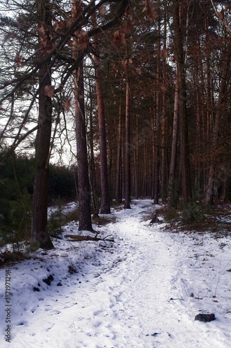 Wallpaper Mural A focused white snowy path winds through a vertical stand of tall pine trees in a quiet winter woodland. Torontodigital.ca
