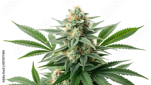 Fresh Green Medical Cannabis Buds with Leafy Foliage Isolated on White Background