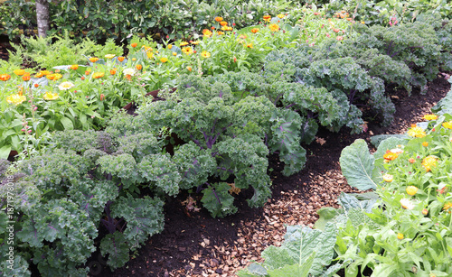 Ecological gardening with mixed cultivation of common marigold (Calendula officinalis) flowers and vegetable plants kale (Brassica oleracea var. sabellica)